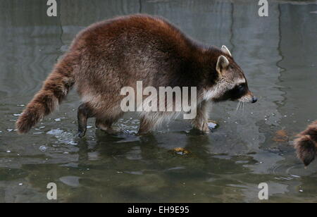 North American or northern raccoon ( Procyon lotor) walking in shallow water at Rotterdam Blijdorp Zoo, The Netherlands North American or northern raccoon ( Procyon lotor) walking in shallow water at Rotterdam Blijdorp Zoo, The Netherlands
