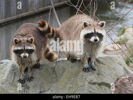 Two North American or  northern raccoons ( Procyon lotor) at Rotterdam Blijdorp Zoo, The Netherlands