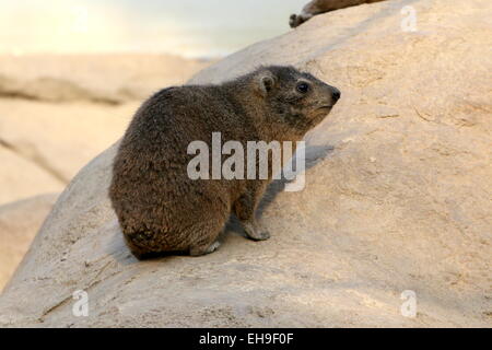 South African Cape or rock hyrax (Procavia capensis), a.k.a. Rock badger or 'Dassie' Stock Photo