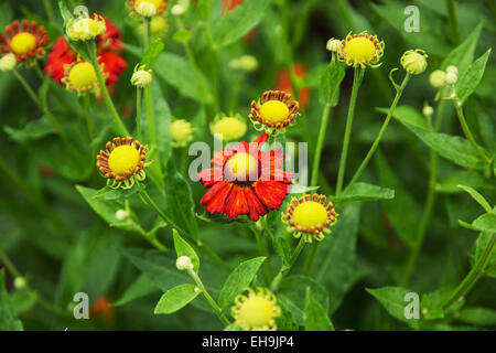 Helenium hybridum flowers in the garden. Stock Photo
