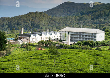 Nuwara Eliya Pedro Tea Estate tea factory & plantation in the hill country by the Nuwara Eliya/Hatton Highway; Shannon, Hatton, Stock Photo