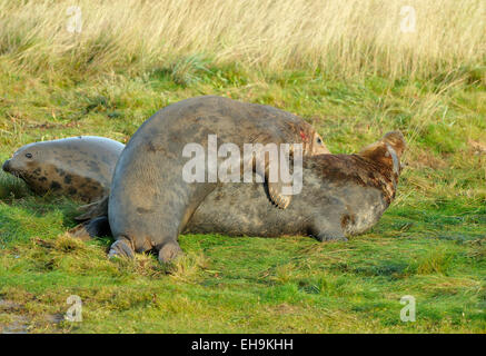 Atlantic Grey Seal - Halichoerus grypus Bulls fighting on grass Stock Photo
