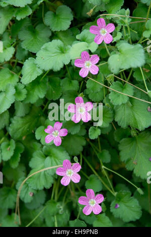 Pink purple geranium flowers blossoming in vertical line among green leaves. Stock Photo