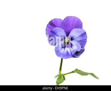 Purple pansy flower with leaf closeup isolated on white. Stock Photo