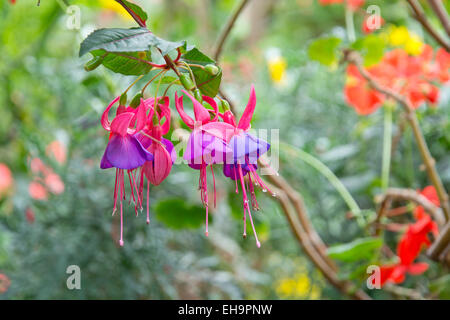 Beautiful fuchsia flowers with rain dew in garden. Stock Photo