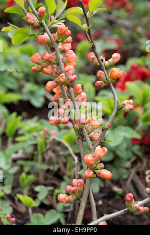 Bush with orange flowers on the twig in May in Stockholm, Sweden. Stock Photo