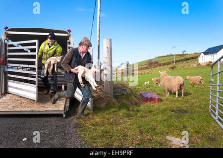 Ardara, County Donegal, Ireland. 10th March 2015. Farmer Joseph Dunleavy (right) and his son James mark sheep and spring lambs with their family brand as they are let out to grass for the first time this year. Bad weather has previously kept livestock inside barns. Credit:  Richard Wayman/Alamy Live News Stock Photo