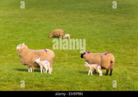 Ardara, County Donegal, Ireland. 10th March 2015. Sheep and spring lambs are let out to grass for the first time this year. Bad weather has previously kept livestock inside barns. Credit:  Richard Wayman/Alamy Live News Stock Photo