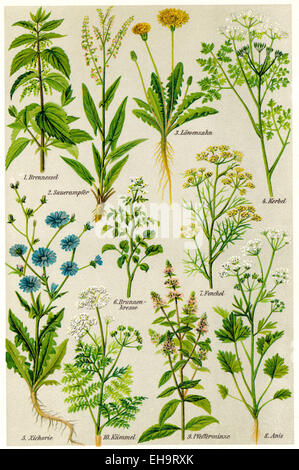 depiction of medicinal plants, Stock Photo