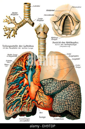 Respiratory system, 19th century, health counselor, Stock Photo