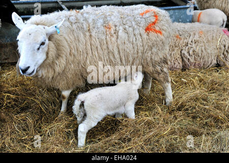 New born lamb suckling from mother Stock Photo