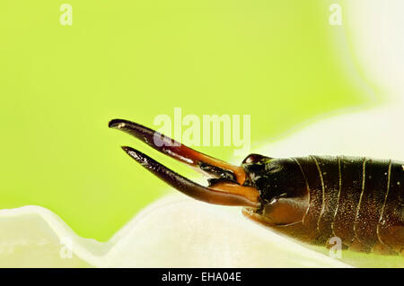 extreme close up of Common Earwig pincers Forficula auricularia focus stacked all insect is in focus Stock Photo
