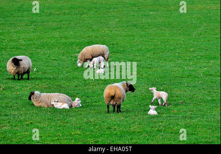 County Donegal, Ireland. 10th March, 2015. Lambs and sheep graze, in a field in Burt, County Donegal, as the lambing season gets into full swing. © George Sweeney/Alamy Stock Photo