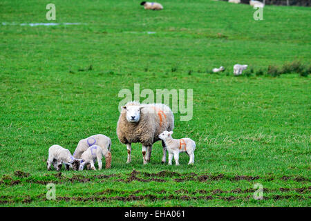 County Donegal, Ireland. 10th March, 2015. Lambs and sheep graze, in a field in Burt, County Donegal, as the lambing season gets into full swing. © George Sweeney/Alamy Stock Photo