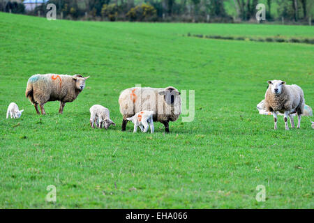 County Donegal, Ireland. 10th March, 2015. Lambs and sheep graze, in a field in Burt, County Donegal, as the lambing season gets into full swing. © George Sweeney/Alamy Stock Photo