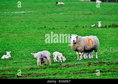 County Donegal, Ireland. 10th March, 2015. Lambs and sheep graze, in a field in Burt, County Donegal, as the lambing season gets into full swing. © George Sweeney/Alamy Stock Photo