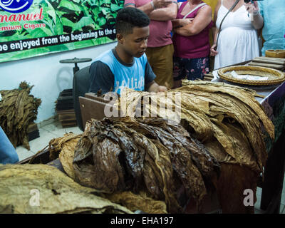 Young Dominican man demonstrating rolling cigars to tourists Dominican Republic cigar producing factory using piles of dried tobacco leaves Stock Photo