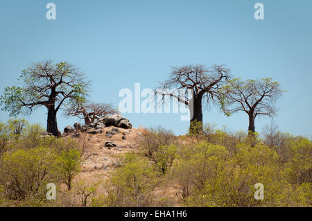 Scenic with old baobab trees on hillside Stock Photo