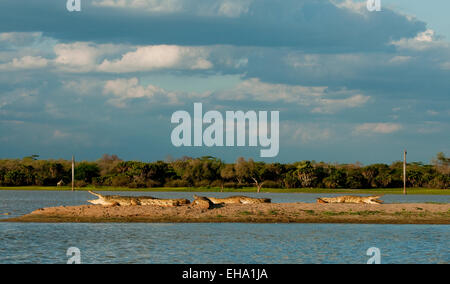 Scenic with Nile Crocodiles.  Mouth open is to cool itself. Stock Photo