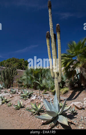 Oaxaca, Mexico - Cactus and agave plants at the Ethnobotanical Garden of Oaxaca. Stock Photo