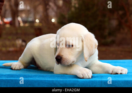 a yellow labrador puppy on the blue background portrait Stock Photo - Alamy