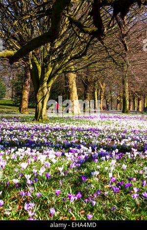 Leeds, West Yorkshire, UK. 10th March, 2015. Weather: A glorious sunny day at Roundhay Park, Leeds brought out the beautiful intense colours of the crocus flowers. Taken on the 10th March 2015 in Leeds, West Yorkshire. Credit:  Andrew Gardner/Alamy Live News Stock Photo
