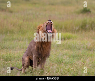 Big male lion yawns and stretches. Stock Photo