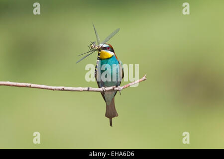 European Bee Eater (Merops apiaster) single adult perched on twig with dragonfly prey in its beak Stock Photo