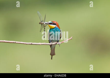 European Bee Eater (Merops apiaster) single adult perched on twig with dragonfly prey in its beak Stock Photo