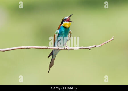 European Bee Eater (Merops apiaster) single adult perched on twig calling Stock Photo