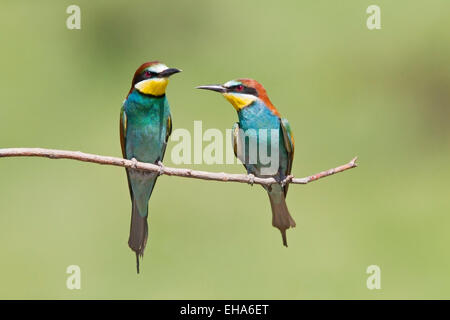 European Bee Eater (Merops apiaster) pair of adults perched on twig Stock Photo