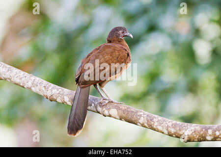 Gray-headed Chachalaca (Ortalis cinereiceps) adult perched in tree, central America Stock Photo