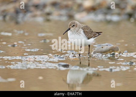 Dunlin (Calidris alpina) single juvenile bird standing in shallow pool of water with reflection, Norfolk, England Stock Photo