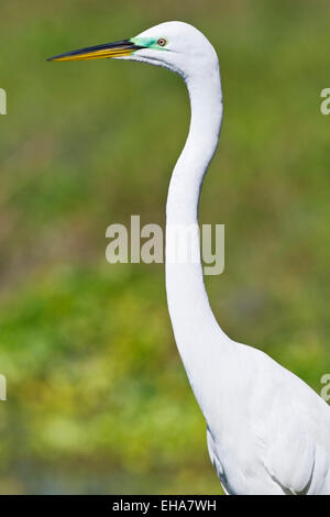 Great Egret (Ardea alba) single bird showing detail of head and neck, Trinidad Stock Photo