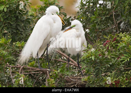 Great Egret (Ardea alba) pair of birds displaying at nest site, Florida, USA Stock Photo