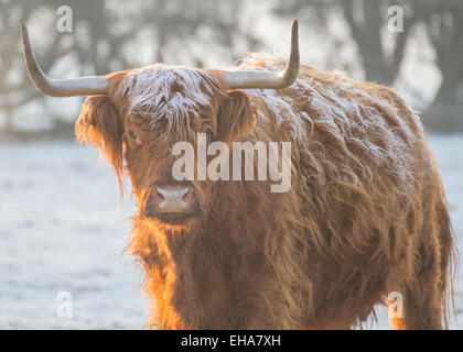 highland cow bull with horns in frost Stock Photo