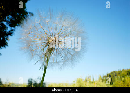 Dandelion seed head against blue sky Stock Photo