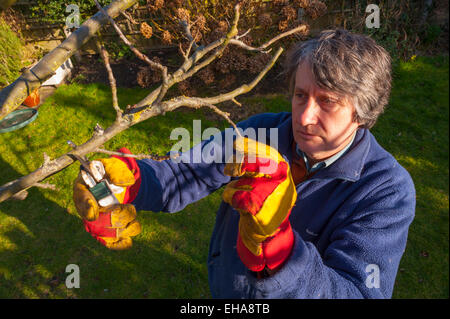 Middle aged white man Working in the garden pruning an apple tree. Stock Photo