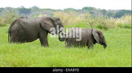 Elephant and young in tall grasses Stock Photo