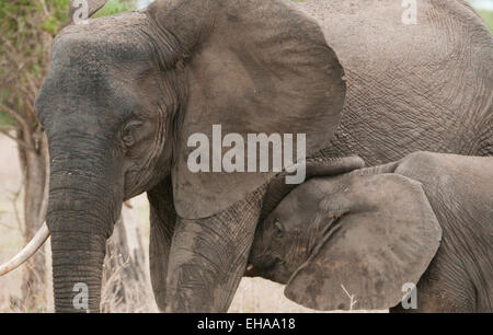 African elephant with young nursing-close up Stock Photo