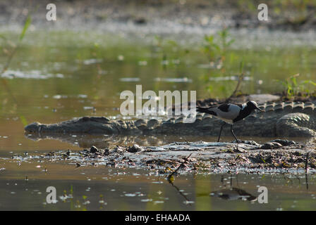 Saltwater Crocodile with Blacksmith Plover / Lapwing (Vanellus armatus) on Pongola Game Reserve, Kwa-Zulu Natal, South Africa Stock Photo