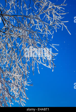 Frosty birch branches Stock Photo