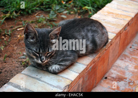 A tabby kitten, peacefully lies on a brick wall enjoying the mid afternoon heat and sunshine in the garden of a palace. Stock Photo