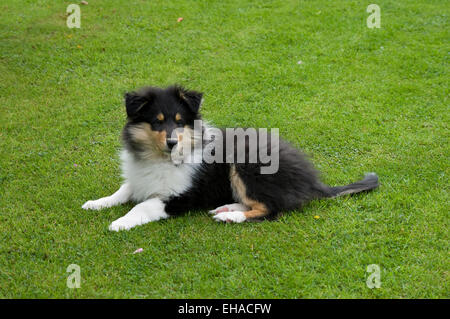 Tri-colour rough collie puppy lying on grass. Stock Photo