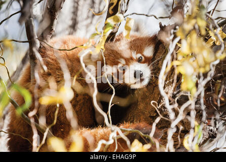 red panda in tree usually very active Stock Photo