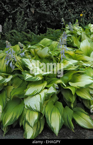 Hosta ON STAGE Stock Photo