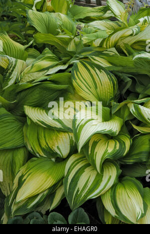 Hosta ON STAGE Stock Photo