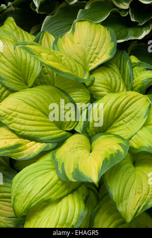 Hosta Stained Glass Variegated Green Leaves Foliage Shade Shady Shaded Wood Woodland Woodland Garden Rm Floral Stock Photo Alamy