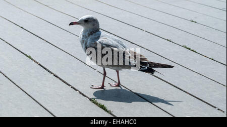 Single young seagull standing on gray boardwalk. Stock Photo