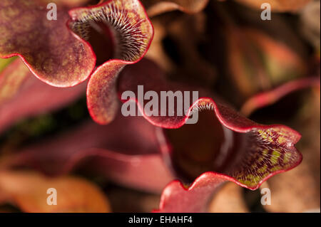 Abstract patterns of the red leaves of Sarracenia purpurea venosa, or pitcher plant. Stock Photo